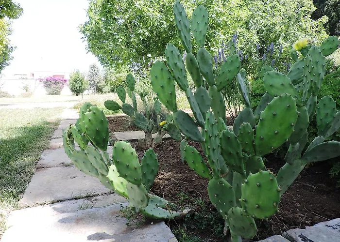 Villa In Salento Lecce